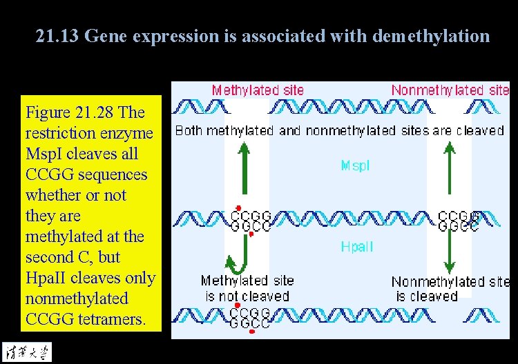 21. 13 Gene expression is associated with demethylation Figure 21. 28 The restriction enzyme