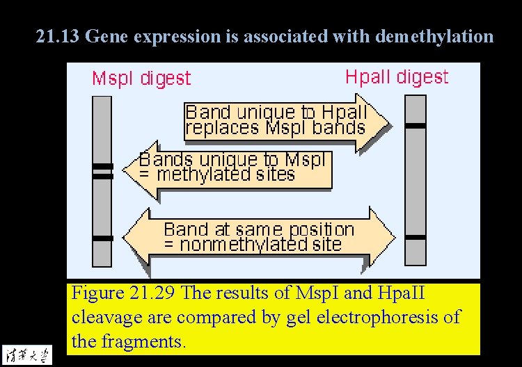 21. 13 Gene expression is associated with demethylation Figure 21. 29 The results of