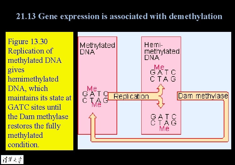 21. 13 Gene expression is associated with demethylation Figure 13. 30 Replication of methylated