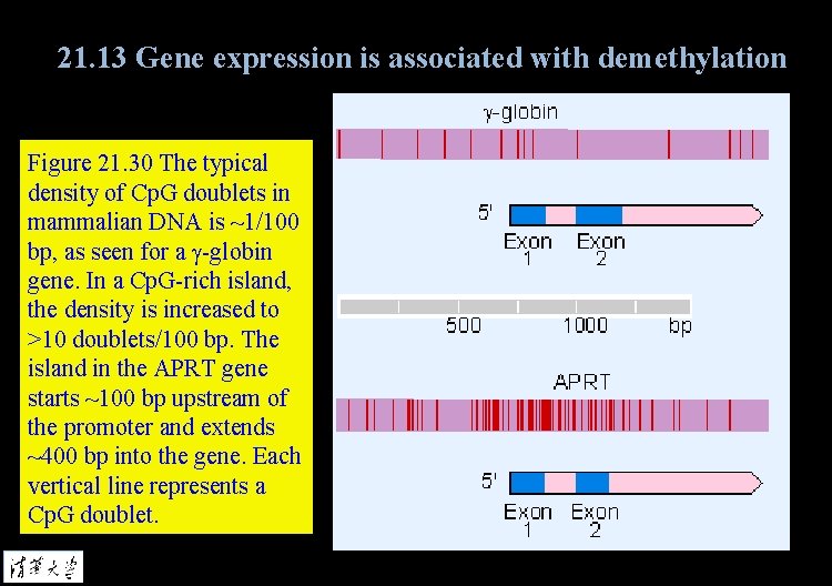 21. 13 Gene expression is associated with demethylation Figure 21. 30 The typical density