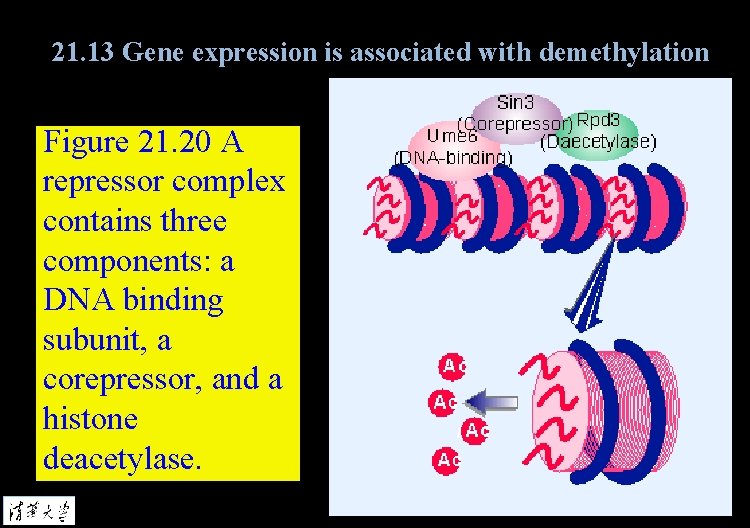 21. 13 Gene expression is associated with demethylation Figure 21. 20 A repressor complex