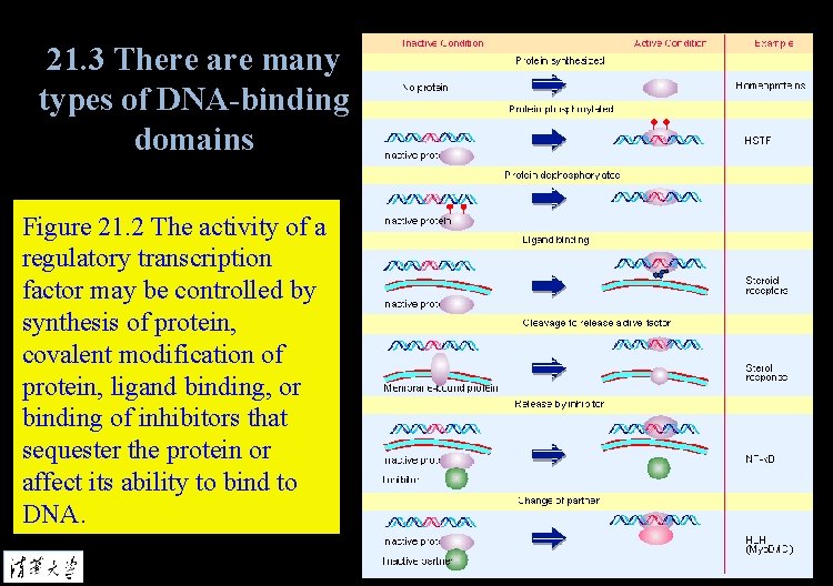 21. 3 There are many types of DNA-binding domains Figure 21. 2 The activity