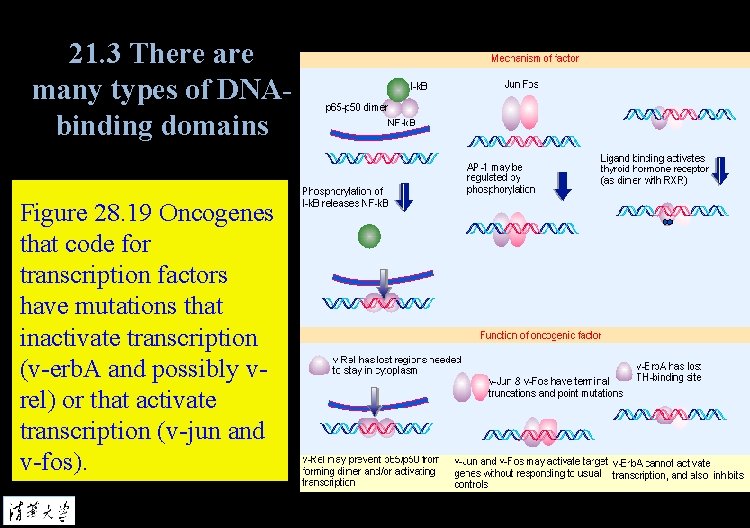 21. 3 There are many types of DNAbinding domains Figure 28. 19 Oncogenes that