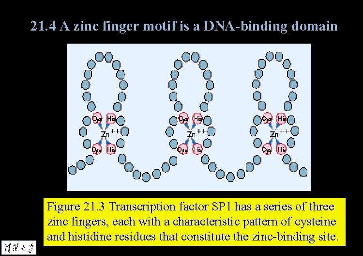 21. 4 A zinc finger motif is a DNA-binding domain Figure 21. 3 Transcription