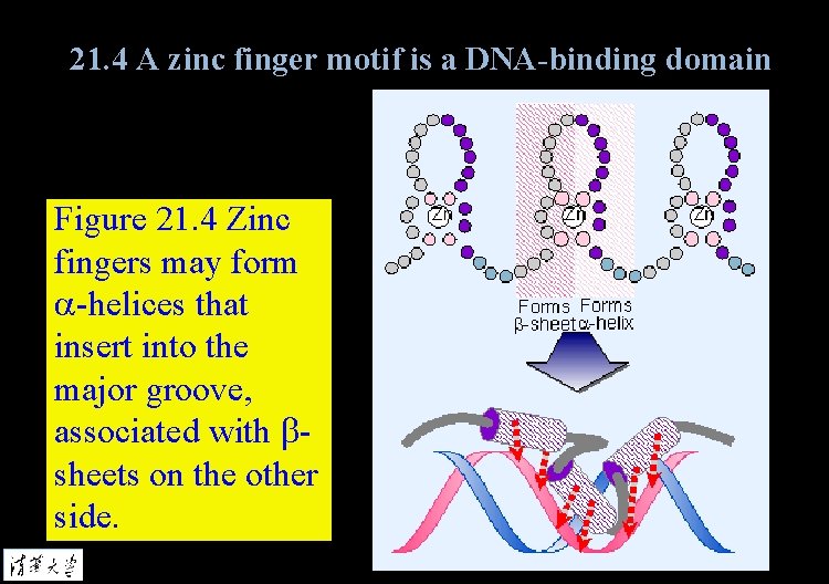 21. 4 A zinc finger motif is a DNA-binding domain Figure 21. 4 Zinc