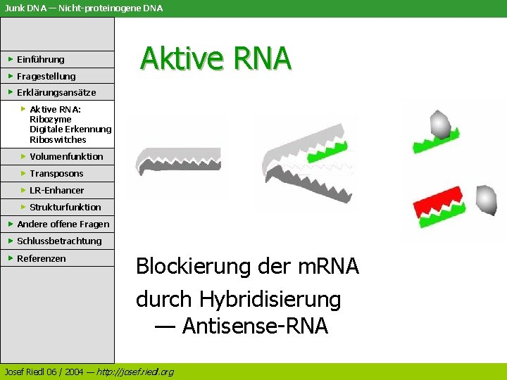 Junk DNA — Nicht-proteinogene DNA Einführung Fragestellung Aktive RNA Erklärungsansätze Aktive RNA: Ribozyme Digitale