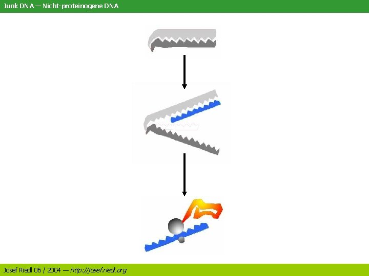 Junk DNA — Nicht-proteinogene DNA Josef Riedl 06 / 2004 — http: //josef. riedl.