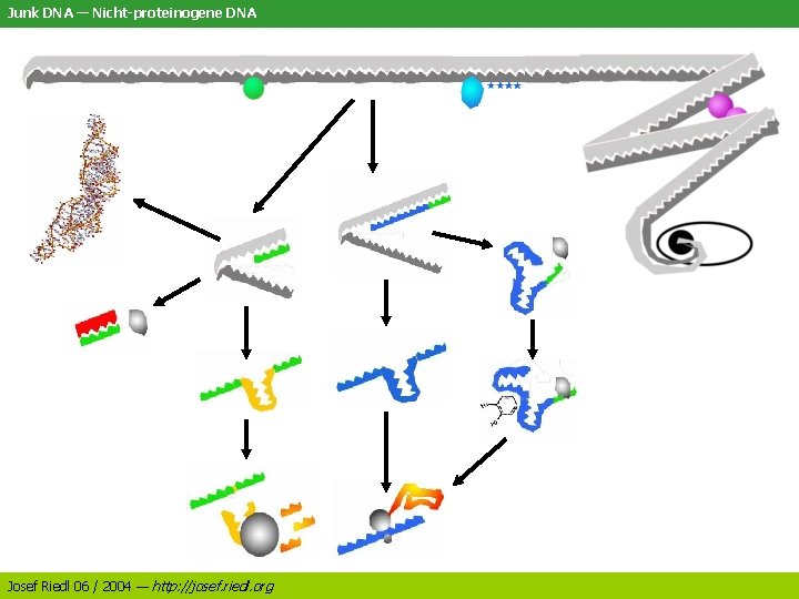 Junk DNA — Nicht-proteinogene DNA Josef Riedl 06 / 2004 — http: //josef. riedl.