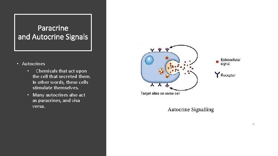 Paracrine and Autocrine Signals • Autocrines • Chemicals that act upon the cell that