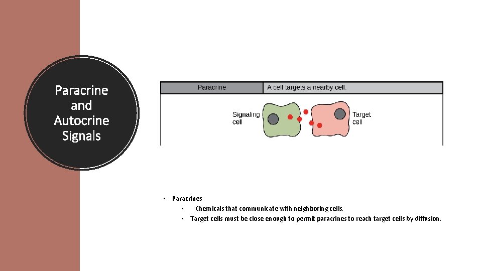 Paracrine and Autocrine Signals • Paracrines • Chemicals that communicate with neighboring cells. •