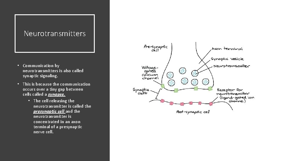 Neurotransmitters • Communication by neurotransmitters is also called synaptic signaling. • This is because