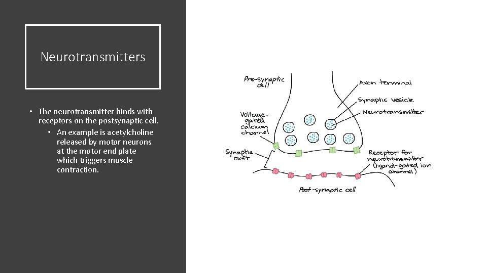 Neurotransmitters • The neurotransmitter binds with receptors on the postsynaptic cell. • An example