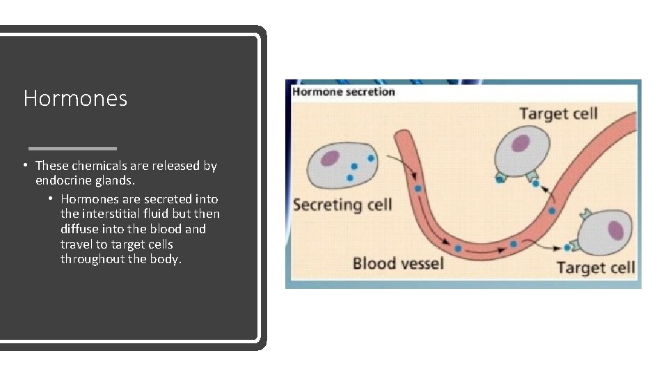 Hormones • These chemicals are released by endocrine glands. • Hormones are secreted into