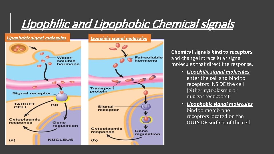 Lipophilic and Lipophobic Chemical signals Lipophobic signal molecules Lipophilic signal molecules Chemical signals bind