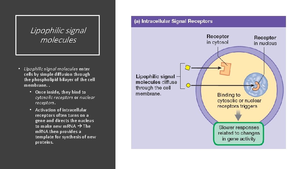 Lipophilic signal molecules • Lipophilic signal molecules enter cells by simple diffusion through the