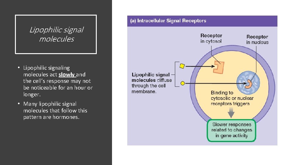 Lipophilic signal molecules • Lipophilic signaling molecules act slowly and the cell’s response may