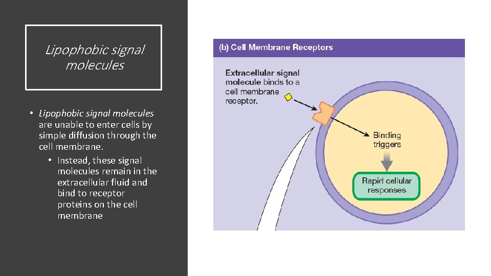 Lipophobic signal molecules • Lipophobic signal molecules are unable to enter cells by simple