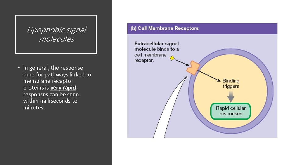 Lipophobic signal molecules • In general, the response time for pathways linked to membrane