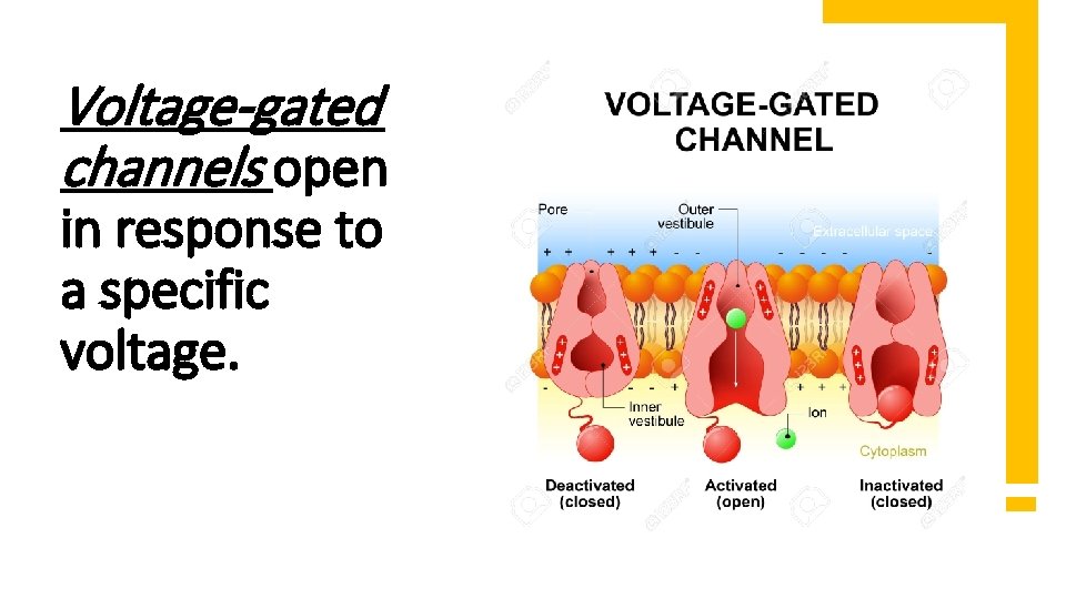 Voltage-gated channels open in response to a specific voltage. 