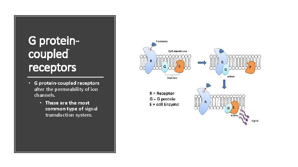 G proteincoupled receptors • G protein-coupled receptors alter the permeability of ion channels. •