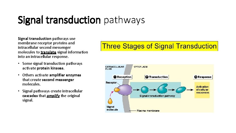 Signal transduction pathways use membrane receptor proteins and intracellular second messenger molecules to translate