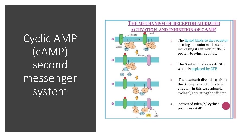 Cyclic AMP (c. AMP) second messenger system 