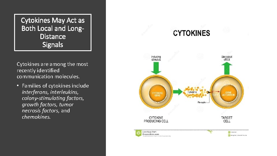 Cytokines May Act as Both Local and Long. Distance Signals Cytokines are among the