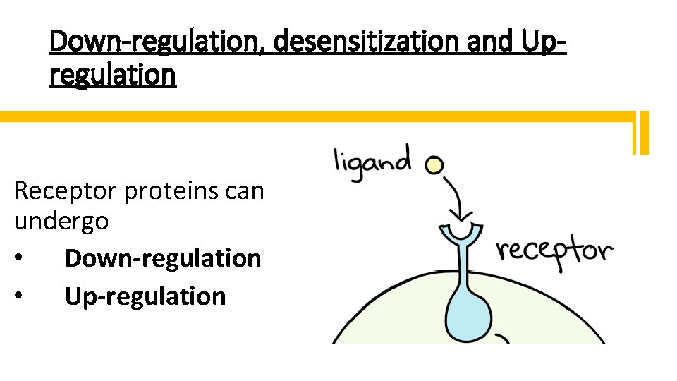 Down-regulation, desensitization and Upregulation Receptor proteins can undergo • Down-regulation • Up-regulation 