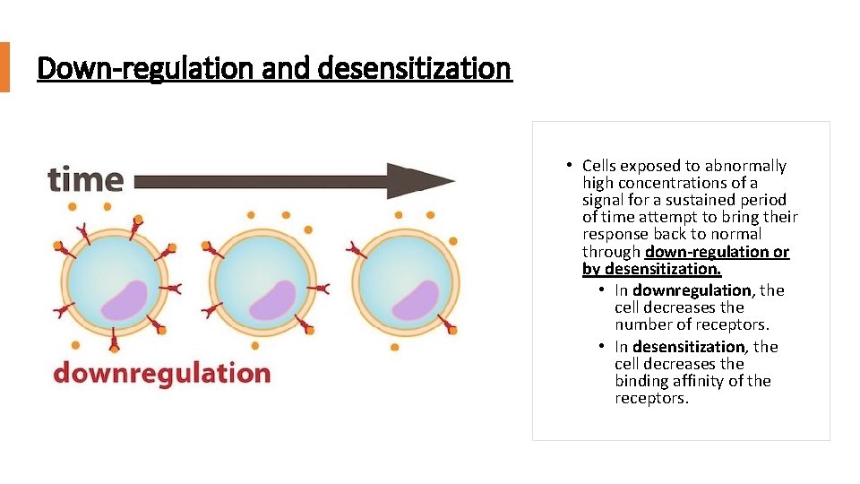 Down-regulation and desensitization • Cells exposed to abnormally high concentrations of a signal for