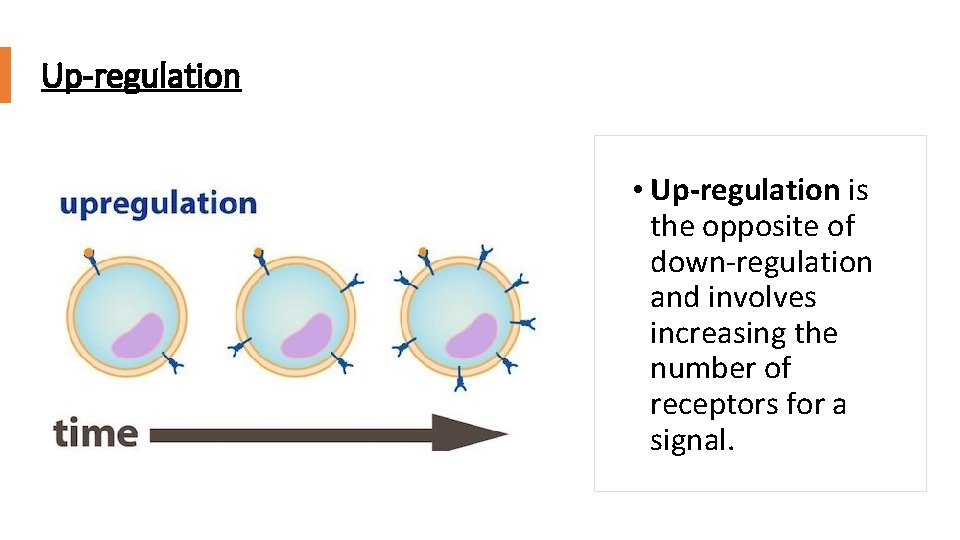 Up-regulation • Up-regulation is the opposite of down-regulation and involves increasing the number of