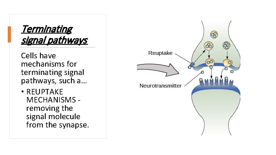 Terminating signal pathways Cells have mechanisms for terminating signal pathways, such a… • REUPTAKE