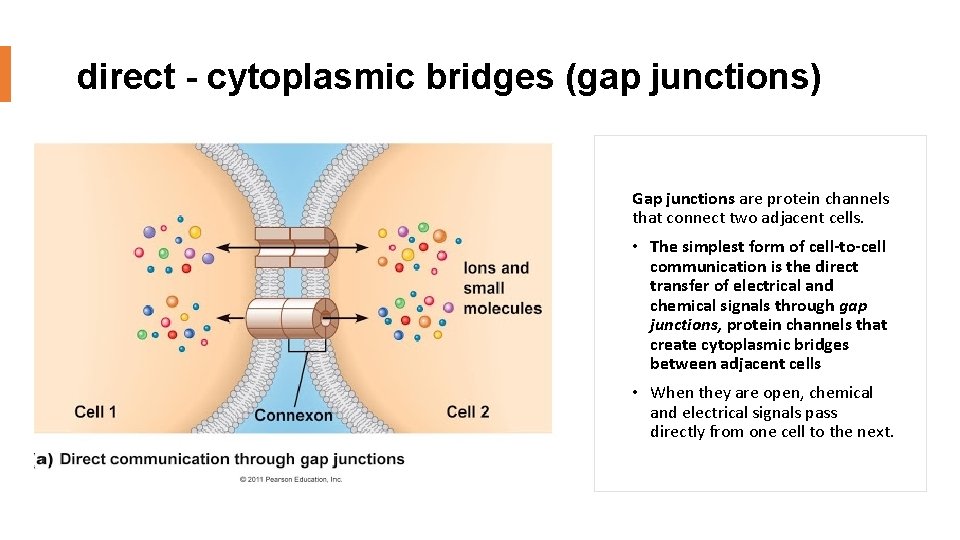 direct - cytoplasmic bridges (gap junctions) Gap junctions are protein channels that connect two