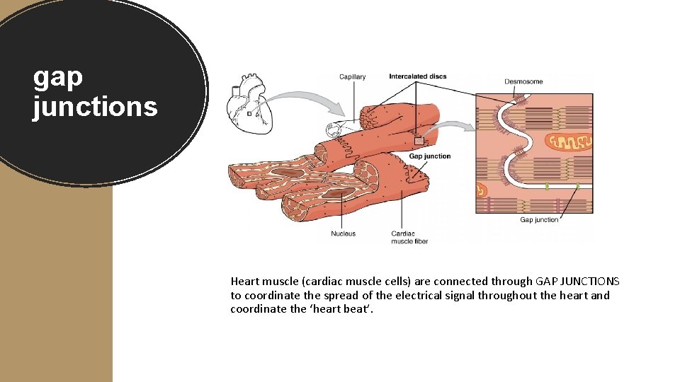 gap junctions Heart muscle (cardiac muscle cells) are connected through GAP JUNCTIONS to coordinate