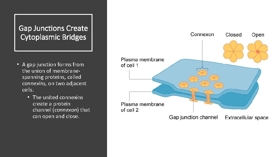 Gap Junctions Create Cytoplasmic Bridges • A gap junction forms from the union of