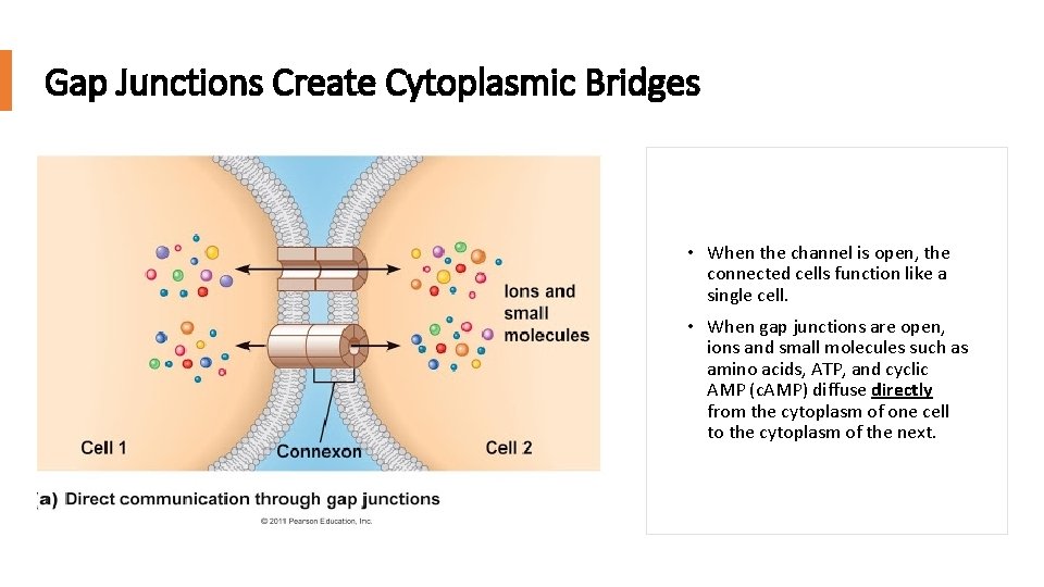 Gap Junctions Create Cytoplasmic Bridges • When the channel is open, the connected cells