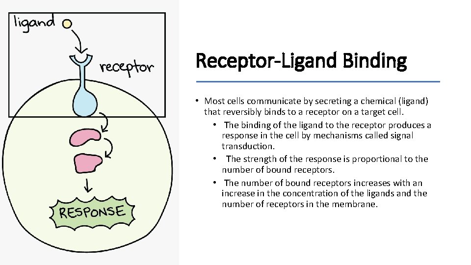Receptor-Ligand Binding • Most cells communicate by secreting a chemical (ligand) that reversibly binds