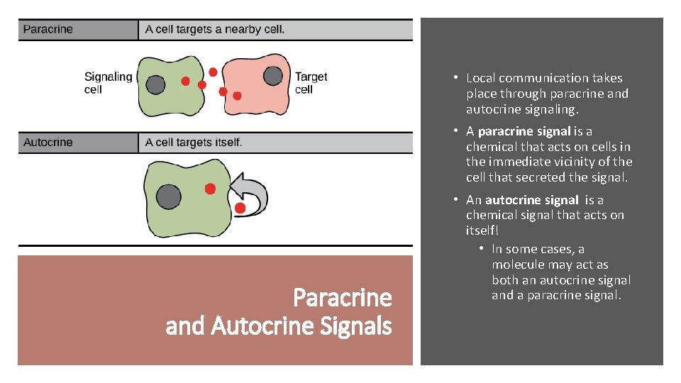  • Local communication takes place through paracrine and autocrine signaling. • A paracrine