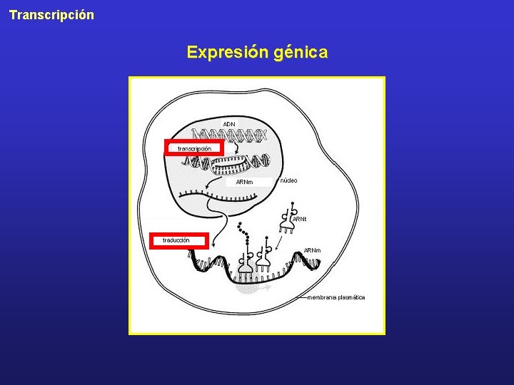 Transcripción Expresión génica 