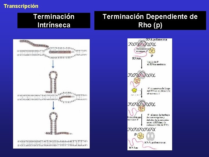 Transcripción Terminación Intrínseca Terminación Dependiente de Rho (p) 
