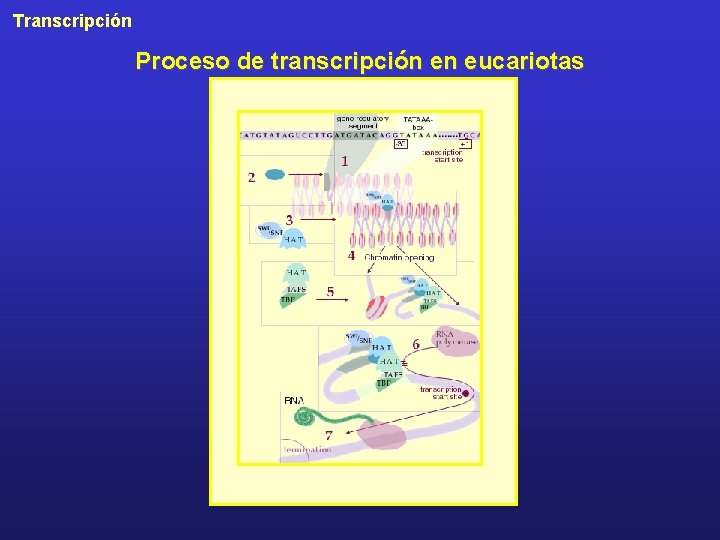 Transcripción Proceso de transcripción en eucariotas 