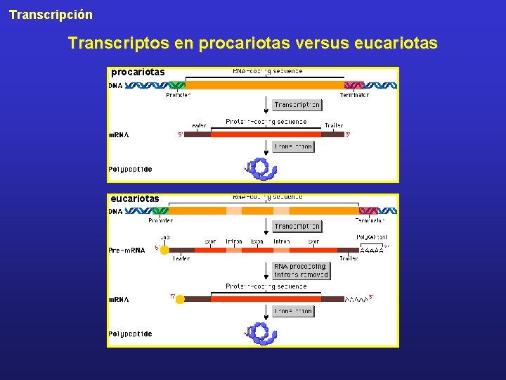 Transcripción Transcriptos en procariotas versus eucariotas procariotas eucariotas 