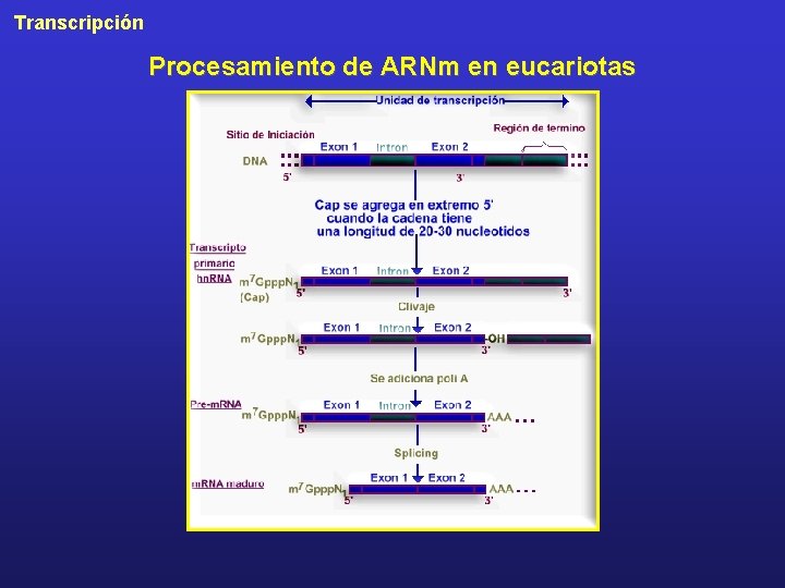 Transcripción Procesamiento de ARNm en eucariotas 