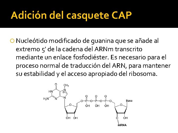 Adición del casquete CAP Nucleótido modificado de guanina que se añade al extremo 5'
