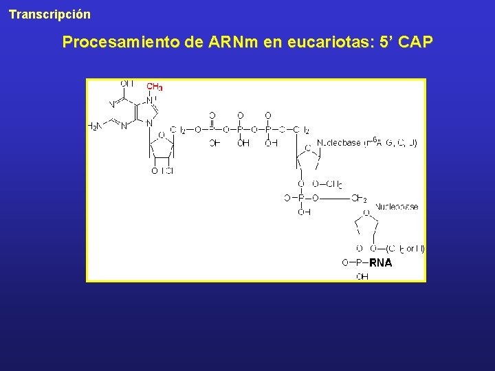 Transcripción Procesamiento de ARNm en eucariotas: 5’ CAP 