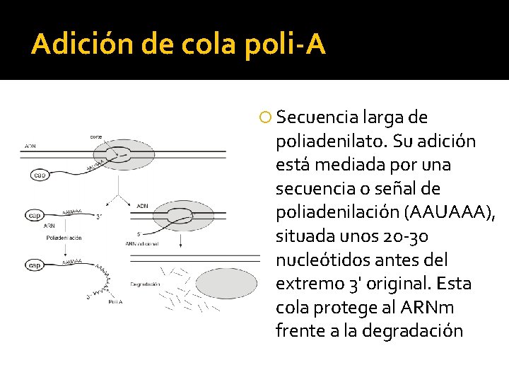 Adición de cola poli-A Secuencia larga de poliadenilato. Su adición está mediada por una