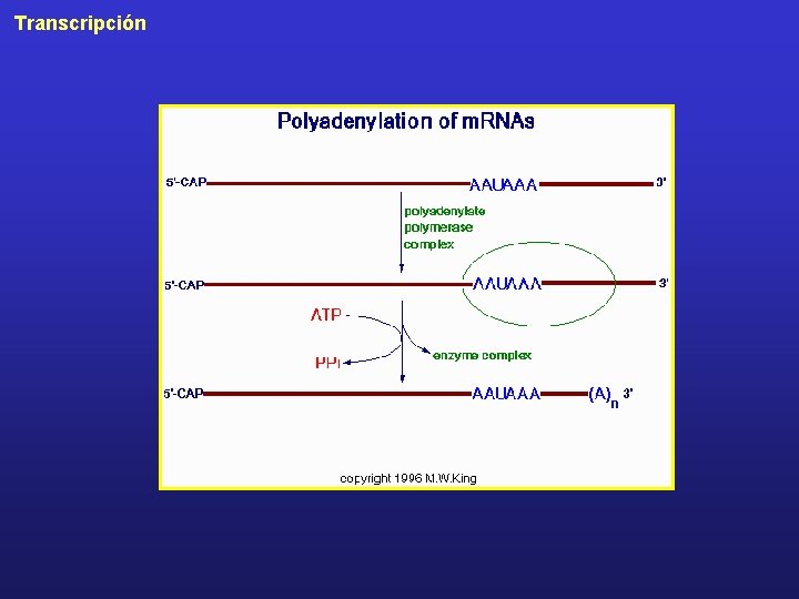 Transcripción 