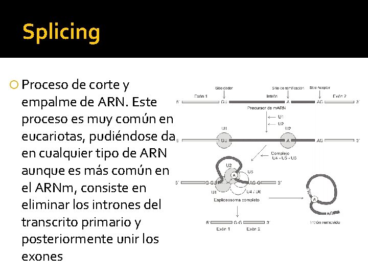 Splicing Proceso de corte y empalme de ARN. Este proceso es muy común en