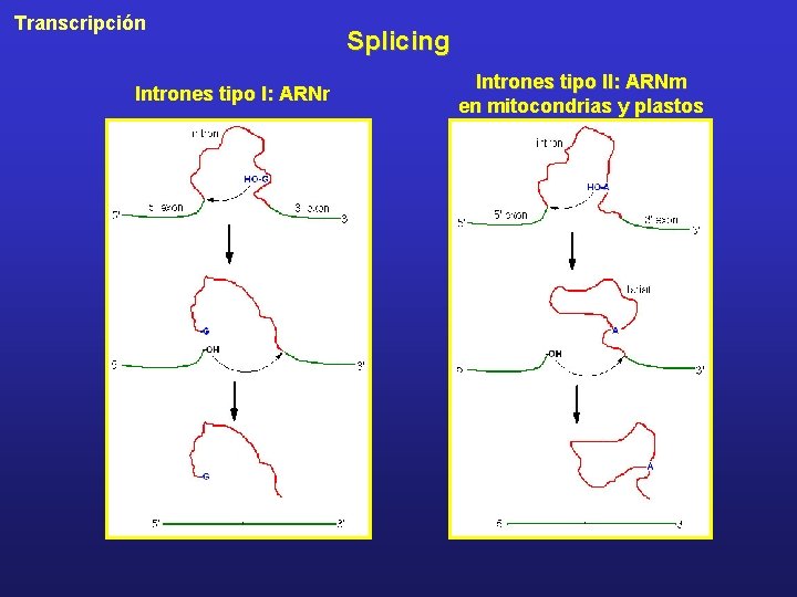 Transcripción Intrones tipo I: ARNr Splicing Intrones tipo II: ARNm en mitocondrias y plastos