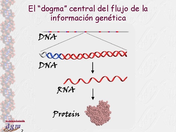 Transcripcin Expresin Gnica El Dogma Central Del Flujo transcripcin-expresin-gnica-el-dogma-central-del-flujo