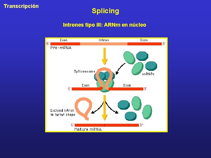 Transcripción Splicing Intrones tipo III: ARNm en núcleo 